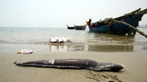 Cá chết ở Đà Nẵng có thể do hải lưu đưa vào