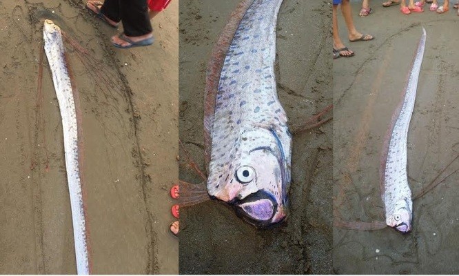 Con cá lạ dài hơn 2 mét trôi vào bờ biển thôn Đại Đồng, Cương Gián. Đầu cá có hình đầu rồng và bộ râu hai bên mang dài màu đỏ. 