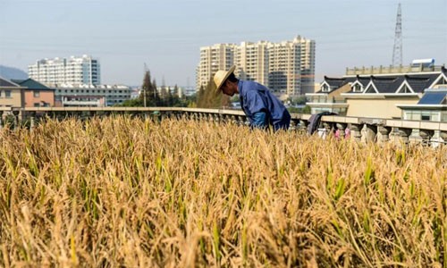 Trên khoảng sân thượng 120 m2, ông Peng Qiugen (Chiết Giang, Trung Quốc) trồng nhiều loại cây, chủ yếu là lúa nước.