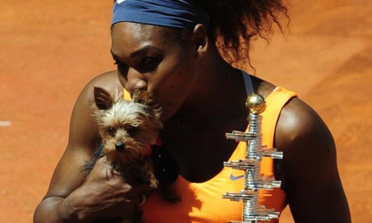 Serena Williams hôn cún cưng sau khi chiến thắng ở Madrid Masters năm 2013. Ảnh: BBC