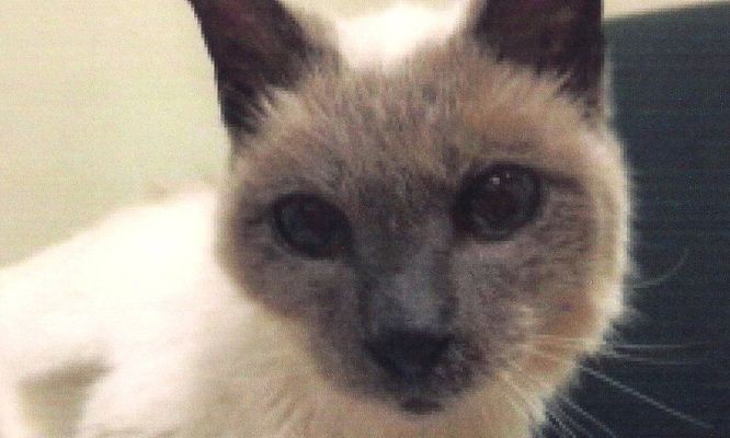 Scooter đã qua đời không lâu sau khi lập kỷ lục mèo già nhất thế giới.