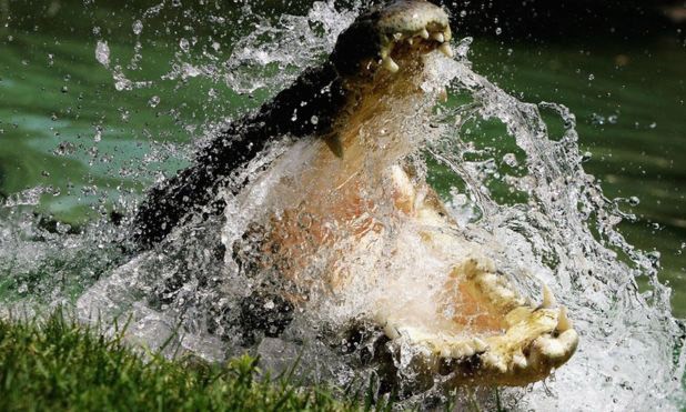 Cá sấu nước mặn, một trong những loài động vật nguy hiểm nhất ở Úc.