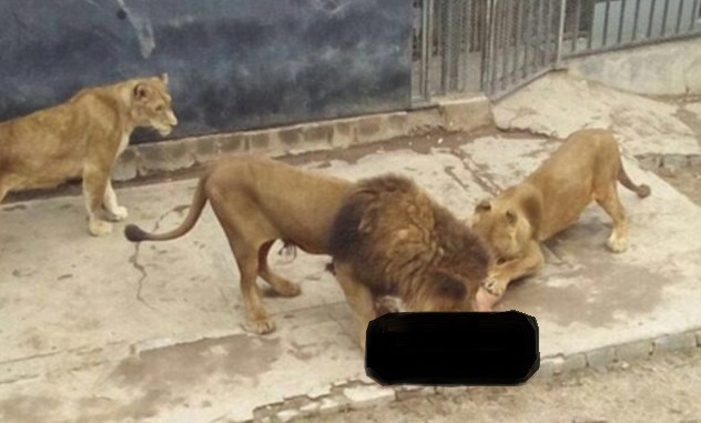 Đàn sư tử tấn công nam thanh niên.