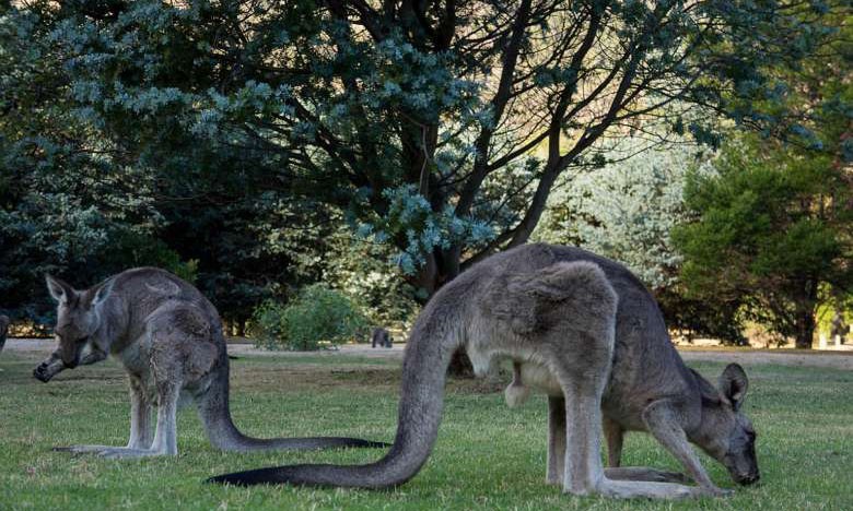 Loài kangaroo nổi tiếng ở Úc.