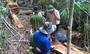 Cơ quan chức năng đang khám nghiệm hiện trường vụ phá rừng nghiêm trọng.