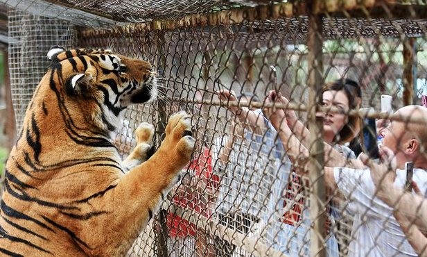 Nữ du khách bị hổ vồ khi tham quan vườn bách thú