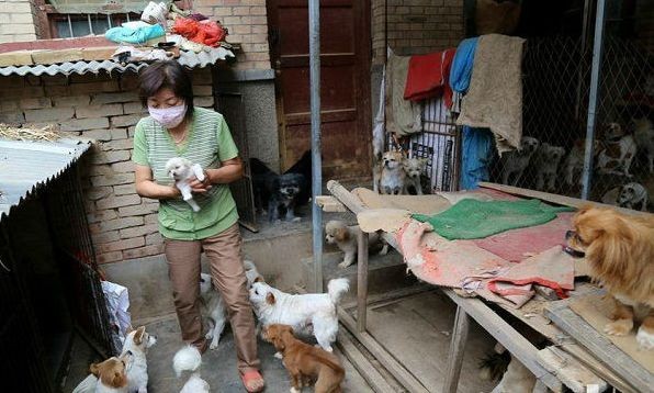 Bà Wen chăm sóc 220 con chó.