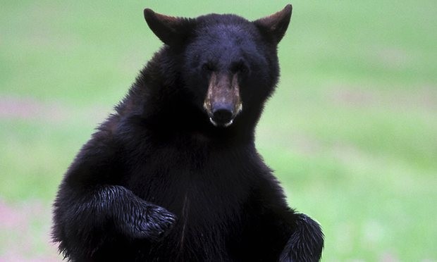 9 con gấu bị giết trong ba ngày vì tìm thức ăn trong thùng rác khu dân cư.