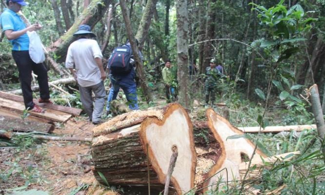 Hiện trường vụ phá rừng ở Quảng Nam.