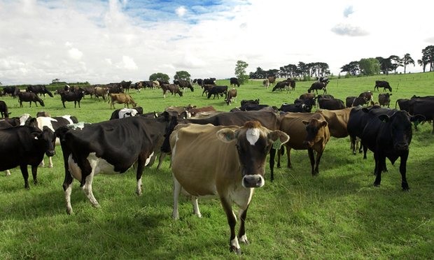 Cảnh sát New Zealand đang điều tra vụ trộm 500 con bò ở Ashburton.