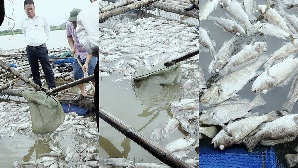 Các thành viên HTX Hợp Lực vớt số cá mú bị chết vào ngày 14/9. 
