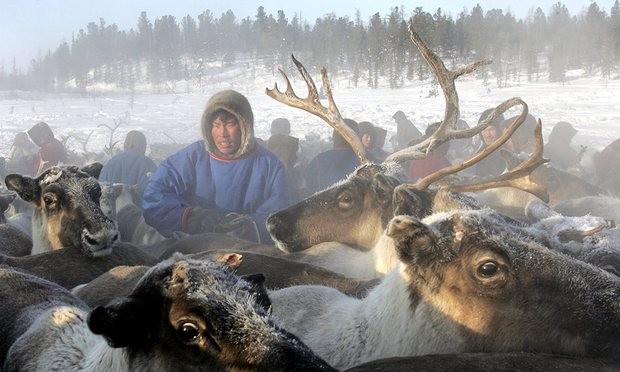 Đàn tuần lộc lớn nhất thế giới ở Siberia đang đối mặt với kế hoạch tiêu hủy gần 1/4 số lượng.