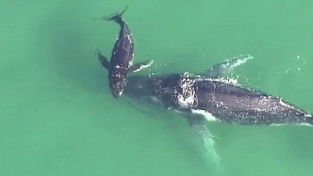 Cá voi lưng gù con bơi quanh để tìm cách giải cứu mẹ.