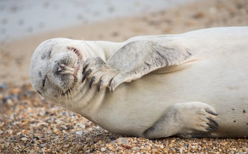 Nhiếp ảnh gia nghiệp dư Julie Saunders và vị hôn phu đã lái xe suốt ba giờ từ quê nhà ở Southend on Sea, Essex đến bãi biển Horsey tại Norfolk, Anh để ghi lại những hình ảnh thú vị về loài hải cẩu xám. (Nguồn Metro)