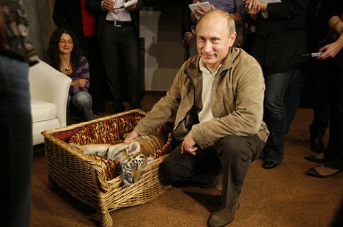 Ông Putin từng được tặng một con hổ năm 2008. Ảnh: Sputnik