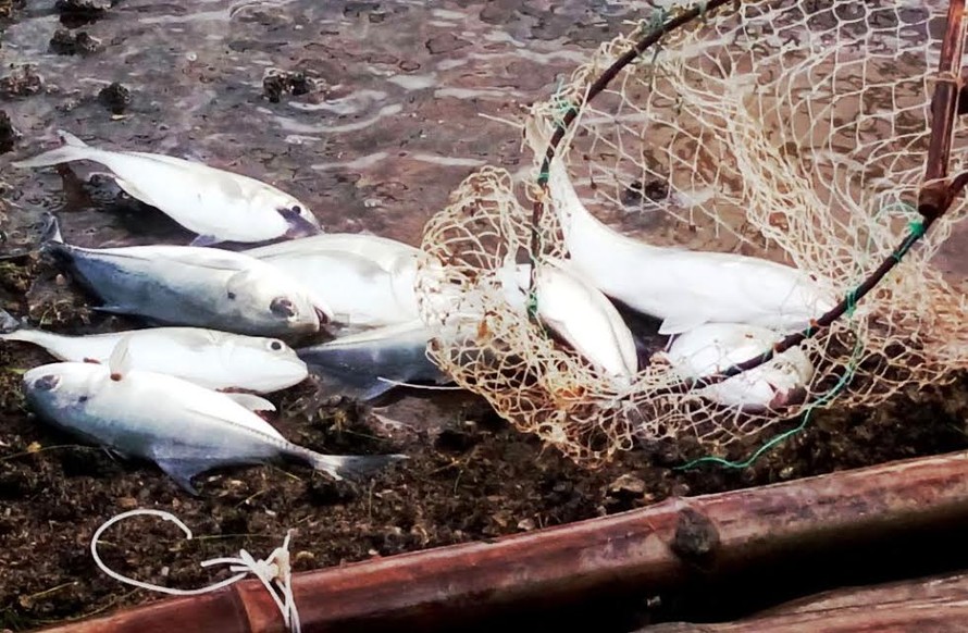 Cá vẩu nuôi lồng mỗi con có trọng lượng trên dưới 1kg, bị chết hàng loạt, bất thường tại xã Vinh Hiền (huyện Phú Lộc, tỉnh TT-Huế). 