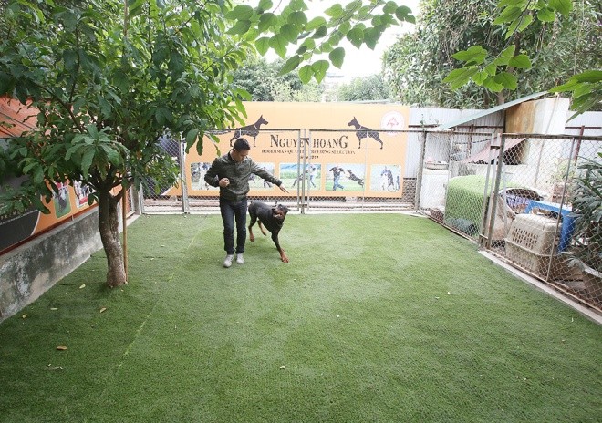 Phong trào nuôi giống chó doberman bắt đầu ở Việt Nam từ năm 2007 và phát triển mạnh gần đây.