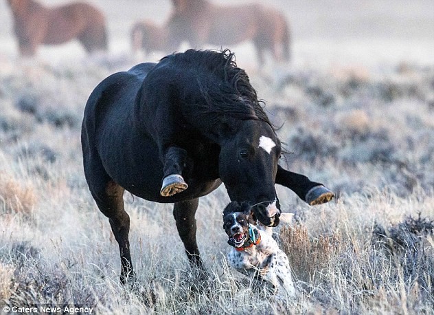 Maggie, chú chó săn giống English Setter, trải qua khoảnh khắc kinh hoàng khi cùng chủ nhân Rob Palmer (63 tuổi), một nhiếp ảnh gia động vật hoang dã, đến Sa mạc Đỏ ở tiểu bang Wyoming, miền tây Hoa Kỳ, để săn chim ưng.