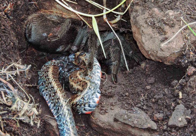 Nhện tarantula nghiền nát con rắn đất nhờ răng năng chắc khỏe. Ảnh: GFD