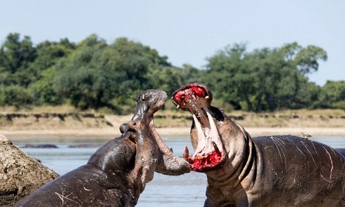 Cuộc chiến giành lãnh thổ của hai con hà mã ở Zambia. Ảnh: Joseph Witkowski/Caters News. 