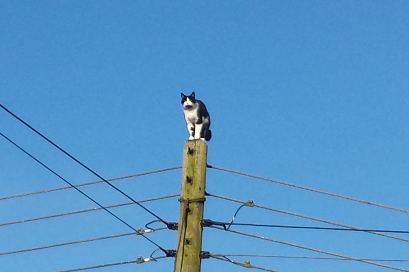 Mèo Betty ngồi co ro trên đỉnh cột điện cao hơn 9m.