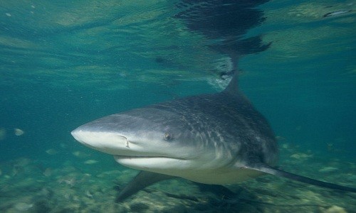 Thợ lặn bị cá mập bò mắt trắng tấn công ở ngoài khơi đảo Murray, Australia. Ảnh minh họa: Wikipedia.