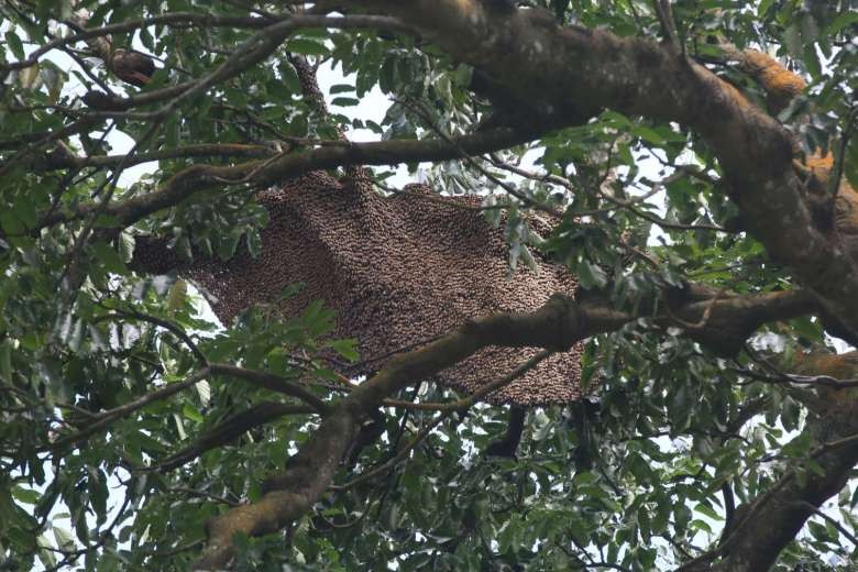Một phụ nữ bị ong ở Công viên Quốc gia Ang Mo Kio Garden West đốt nghiêm trọng. Ảnh: Shin Min Daily News