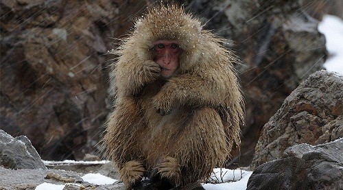 Khỉ tuyết Nhật Bản. Ảnh: Reuters