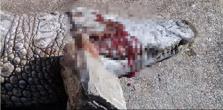 Hình ảnh cá sấu chết thương tâm tại vườn thú ở Tunisia. Ảnh: Facebook