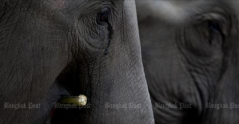 “Chạm trán” đàn voi hoang dã trong khu bảo tồn, người phụ nữ chết thảm