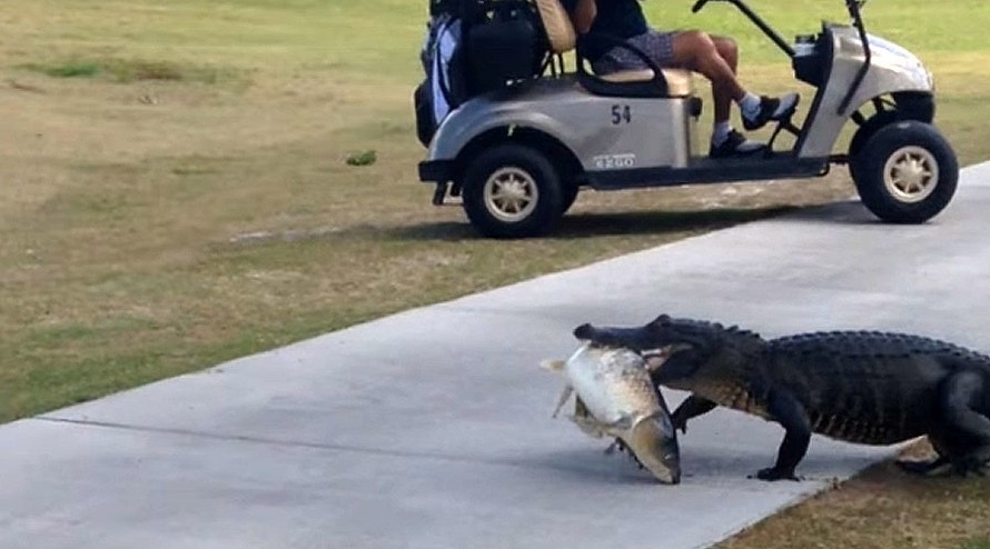 Cá sấu mang theo mồi đi bộ trong khu chơi golf.