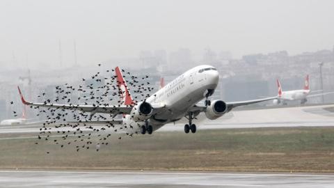 Chim chóc gây nhiều vụ tai nạn thương tâm cho ngành hàng không