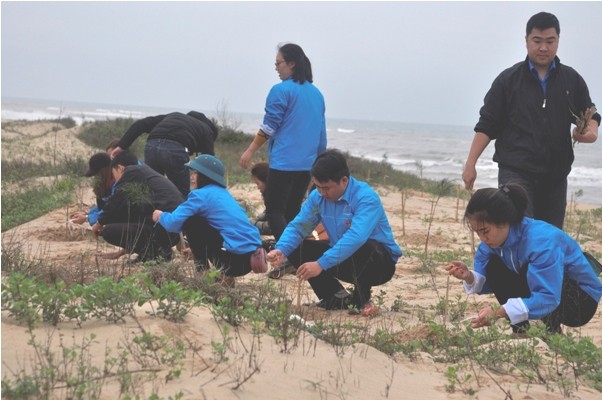 Đoàn viên, Thanh niên Quảng Bình tham gia trồng cây phi lao chắn cát sau buổi lễ phát động.