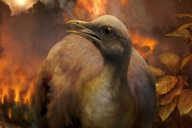 Tổ tiên của loài chim đã từng phải di chuyển xuống mặt đất để thích nghi với điều kiện tự nhiên.
