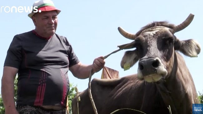 Con bò cái bị giết do vi phạm quy định của EU.
