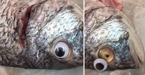 Dùng mắt cá nhựa để "hô biến" cá ươn thành tươi. Ảnh cắt từ video