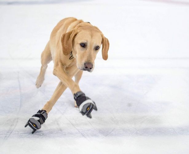 Chú chó Benny trượt băng thuần thục.