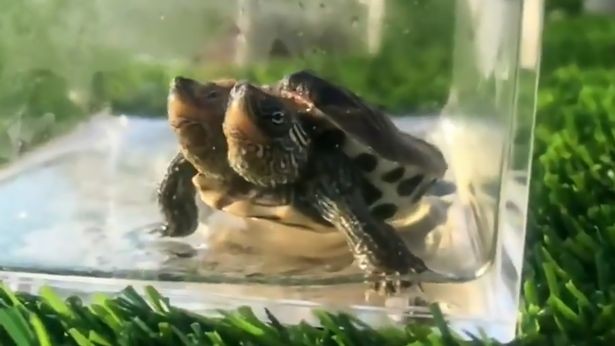 Con rùa 2 đầu được tìm thấy ở Trung Quốc. Ảnh: AsiaWire
