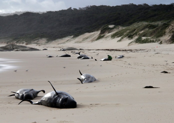 Cá voi mắc cạn chết hàng loạt trên bãi biển.