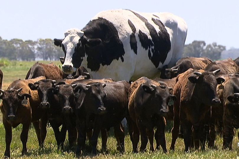 Chú bò Knichers to lớn vượt trội những con bò bình thường.