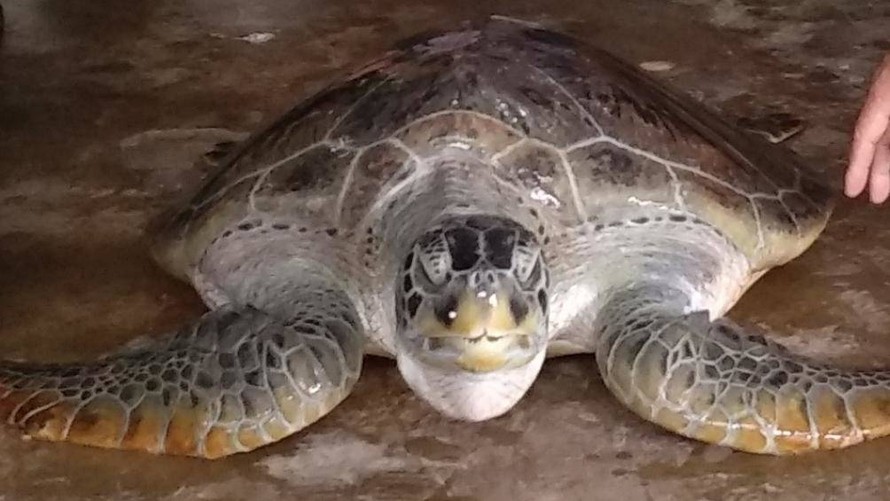 Cá thể rùa biển nặng khoảng 40kg, được cơ quan chức năng thả về với môi trường tự nhiên. Ảnh: CTV