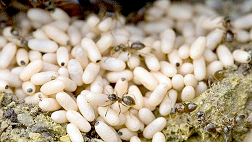 Trứng kiến gai đen là đặc sản vùng núi phía Bắc.