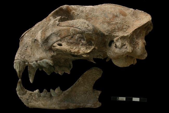 Hộp sọ của báo sư tử được tìm thấy trong mộ cổ Maya. 