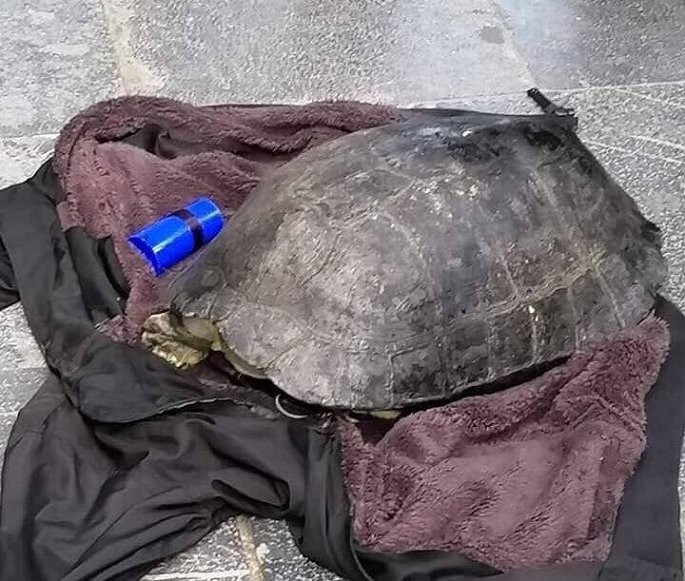 Con rùa bị Hanh câu trộm ở hồ Hoàn Kiếm. Ảnh: VTC