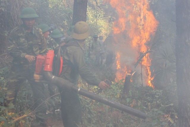 Do lỗi vô ý khi đốt thực bì, ông Trần Duy L. khiến 4.900m2 rừng thông bị thiêu trụi. Ảnh: Dân trí