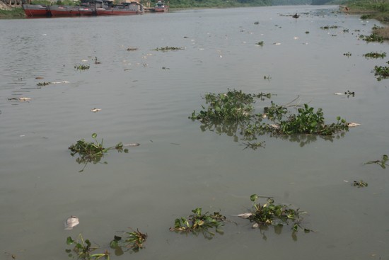 Cá chết trắng sông Thương trưa ngày 10/6. Ảnh: Nguyễn Trường