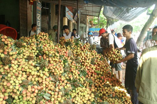 Thu mua vải thiều sớm tại Bắc Giang 