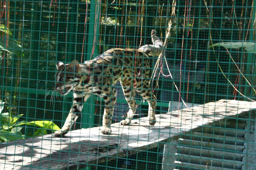 Con mèo rừng quý hiếm vừa được BV Gia An 115 giao trả Vườn Quốc gia Cát Tiên