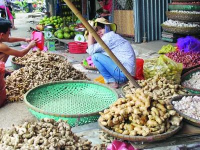 Nhà hàng, khách sạn Việt chủ yếu dùng gừng độc Trung Quốc