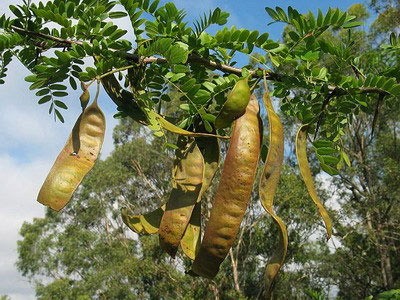 Quả bồ kết trị trứng cá, tàn nhang